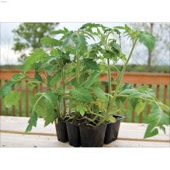 Assorted Vegetable Bedding Plant