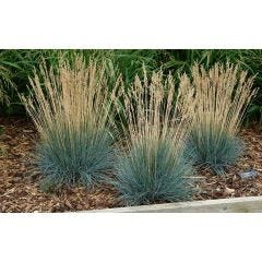 2 gal Assorted Grasses
