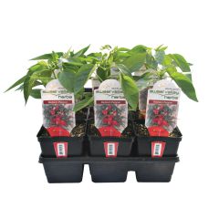 3.5" Assorted Vegetables