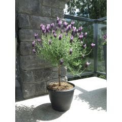 Lavender Deco Pot 2 Gallons