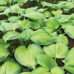 1 Gallon Deluxe Hosta