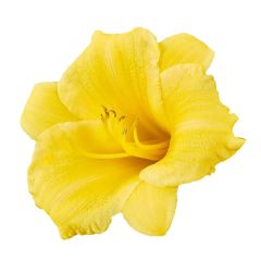 1 Gallon Deluxe Daylily