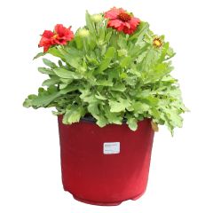 Vivaces assorties avec pot de couleur 2  gallons