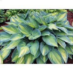 2 Gallon Deluxe Hosta