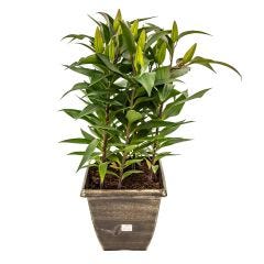 Asiatic Lily in 9” Deco Pot