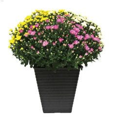 10\" Assorted Tallsloan Decorative Planter With Chrysanthemum