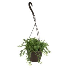 6" Succulent Hanging Basket