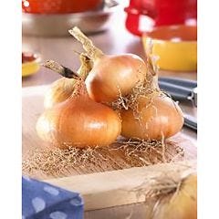 Stuttgarter Onions