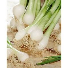 Southport Scallions