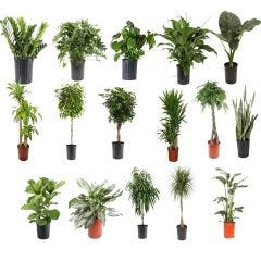 Plante tropicale 10 po première qualité