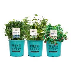 2 Gallon Bushel & Berry Assorted