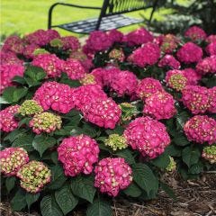 2G Endless Summer Hydrangea