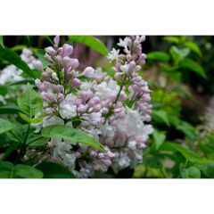 3G Beauty of Moscow Common Lilac