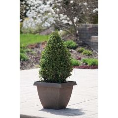 5G Green Mountain Boxwood Cone