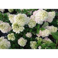 2 Gallon Strawberry Sunday Hydrangea