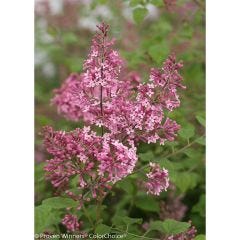 2 Gallon Dark Purple Bloomerang Lilac