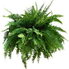10" Hanging Foliage