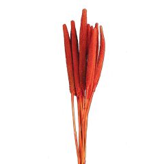 Cigar Millet Stem