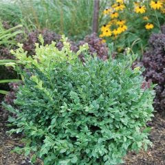 Green Gem Boxwood 3G