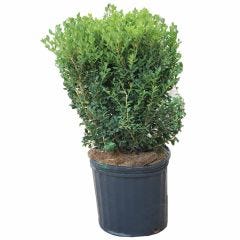 Green Mountain Boxwood 3G