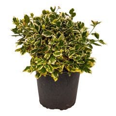 Emerald Gaiety Euonymus 2G