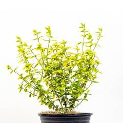 Euonymus Emerald N Gold 1 gal