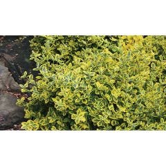 Emerald 'N' Gold Euonymus 2G