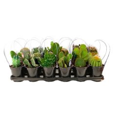Assorted 8" Cacti and Succulents