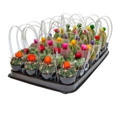 Assorted 2.5" Cactus With Strawflower