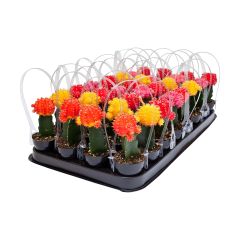 Assorted 2.5" Grafted Cactus