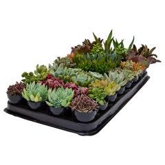 Assorted 2.5" Succulents