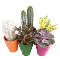 Assorted 9 cm Cactus