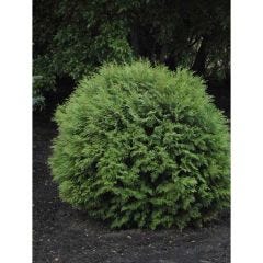 Little Giant Dwarf Eastern Cedar 2G
