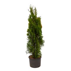 Emerald Eastern Cedar 2G