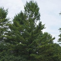 Eastern White Pine 2G