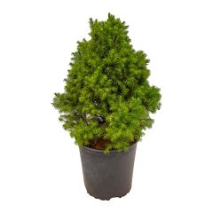 Dwarf Alberta Spruce 2G