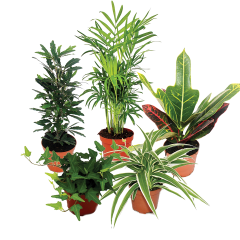 Assorted Exotic Angel Foliage