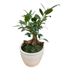 Plantes d'intérieur mini-bonsaï assortis