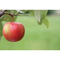 Apple 4-In-1 Combo 7G