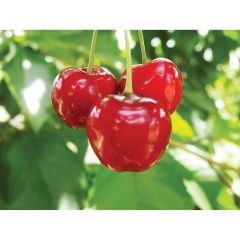 Cherry 4-IN-1 Combo 7G