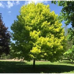 Princton Gold Maple Tree 7G