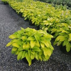Hostas de luxe assorties 5 gal