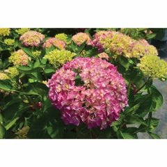 Hydrangea Endless Summer Bloomstruck 5G