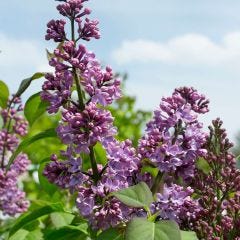Common Lilac 3G