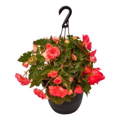10" Assorted Hanging Basket