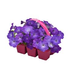 Wave Petunia Jumbo-6/Pack
