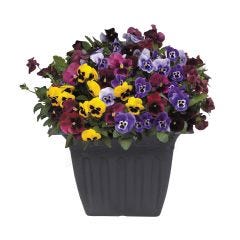 Pansy Step Hugger