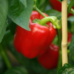 Lot de 6 légumes combinés