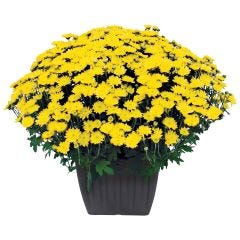 Fall Mum Step Hugger