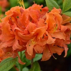 2G Decidious Azalea Assorted